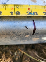 Formica fusca
