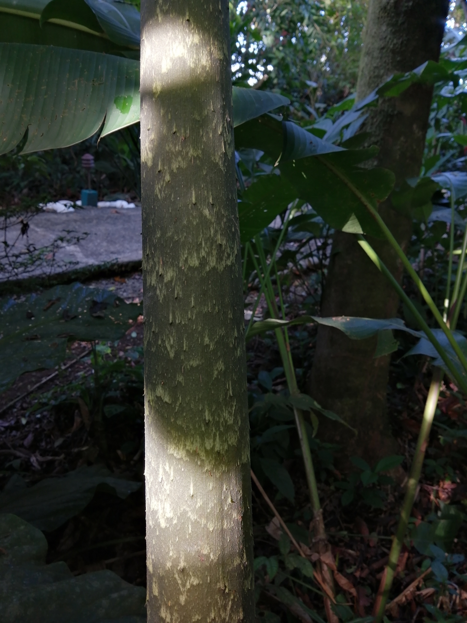 Abacaxi-do-brejo