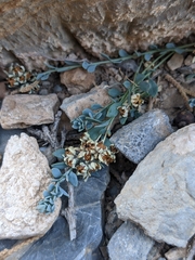 Telephium sphaerospermum