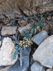 Telephium sphaerospermum