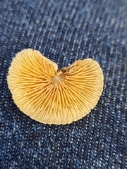 Crepidotus carpaticus