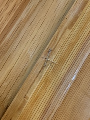 Lantanophaga pusillidactylus