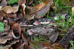 Mycena purpureofusca