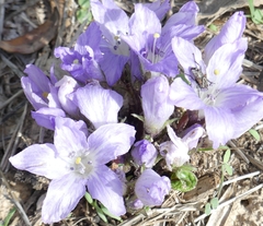Mandragora autumnalis