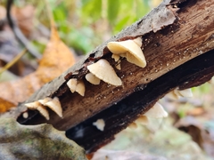 Crepidotus carpaticus
