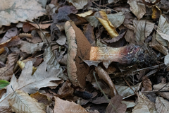 Neoboletus erythropus