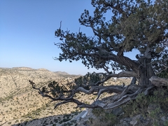 Juniperus seravschanica