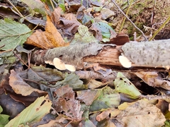 Crepidotus carpaticus