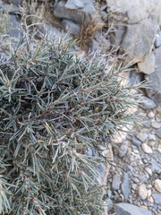 Astragalus fasciculifolius