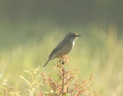 Saxicola maurus