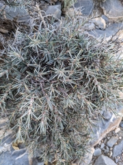 Astragalus fasciculifolius