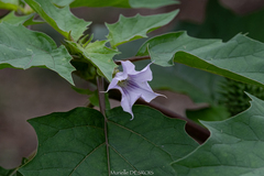 Datura stramonium
