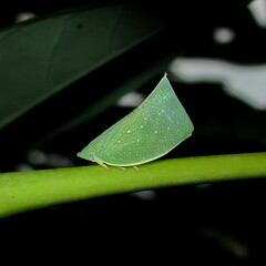 Flatidae
