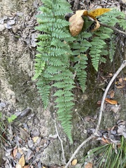 Myriopteris alabamensis