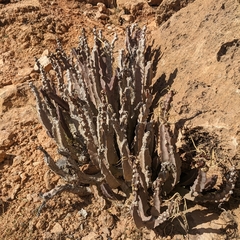 Desmidorchis penicillata