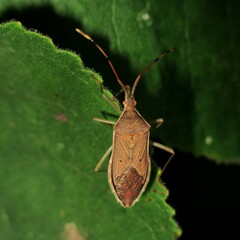 Homoeocerus