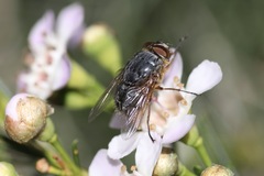 Calliphora stygia