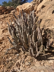 Desmidorchis penicillata