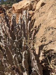 Desmidorchis penicillata