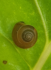 Hygromia cinctella