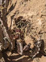 Desmidorchis penicillata