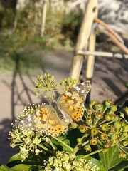 Vanessa cardui