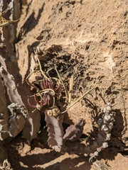 Desmidorchis penicillata