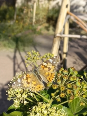 Vanessa cardui