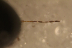 Scaphisoma boleti