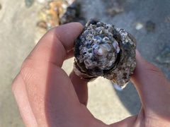 Crepidula plana