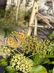 Vanessa cardui