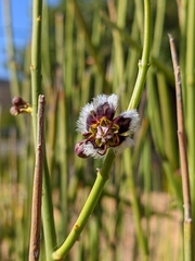 Periploca aphylla