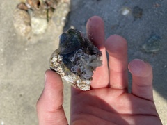 Crepidula plana