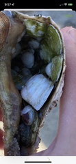 Crepidula plana
