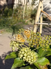 Vanessa cardui