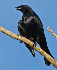 Molothrus rufoaxillaris