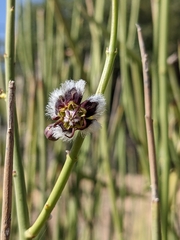 Periploca aphylla