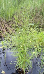 Aeschynomene cristata