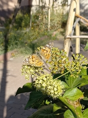 Vanessa cardui