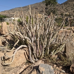 Desmidorchis penicillata