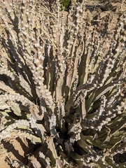 Desmidorchis penicillata