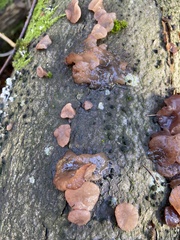 Ascocoryne cylichnium