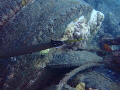 Aulostomus chinensis