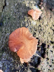 Ascocoryne cylichnium