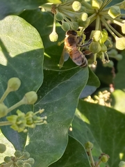 Apis mellifera