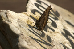 Nymphalis xanthomelas