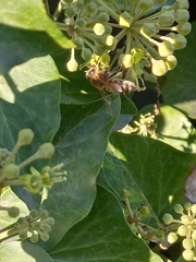 Apis mellifera
