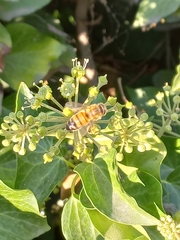 Apis mellifera
