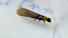 Kalotermes