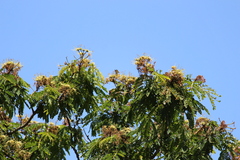 Cigaritis mozambica